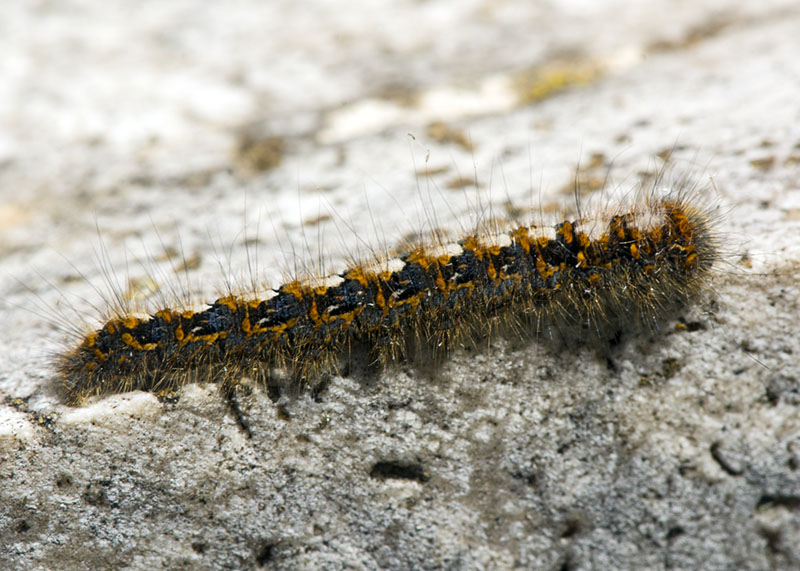 Bruco - Lasiocampa (Lasiocampa) quercus, Lasiocampidae